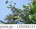 青空をバックにしたオオデマリ 139344133