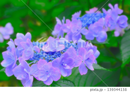 梅雨に咲き静けさを伝える青い額紫陽花 139344138