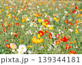 満開のポピーの花畑 139344181