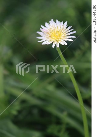 草萌ゆる中で見つけた、純白の宝石 草萌ゆる中で見つけた、純白の宝石 139344200