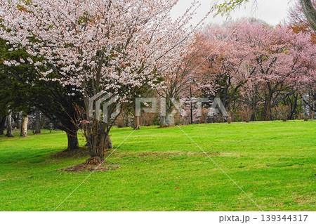桜のある公園 桜のある公園 139344317