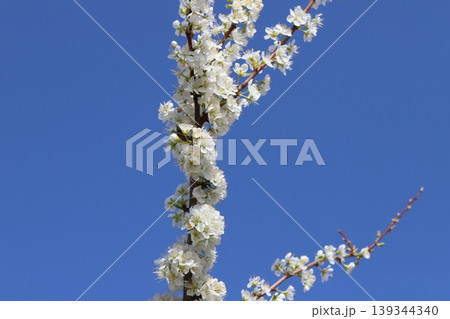 春の庭に咲く白い小さなスモモの花 春の庭に咲く白い小さなスモモの花 139344340