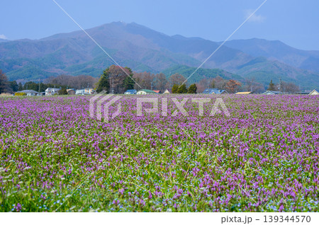 ホトケノザの草原【上伊那郡南箕輪村】 ホトケノザの草原【上伊那郡南箕輪村】 139344570