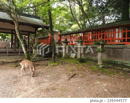 東大寺の守護を司る手向山八幡宮にて。新緑に包まれた若宮神社と鹿 東大寺の守護を司る手向山八幡宮にて。新緑に包まれた若宮神社と鹿 139344577