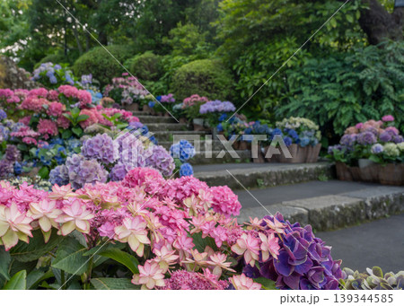 箱根強羅公のカラフルな紫陽花が満開に咲いているフォトスポットの様子 箱根強羅公のカラフルな紫陽花が満開に咲いているフォトスポットの様子 139344585