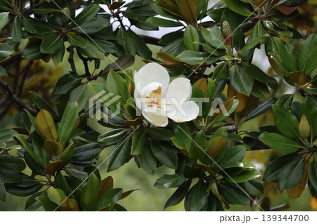 迫力のある魅力的なタイサンボクの花 迫力のある魅力的なタイサンボクの花 139344700