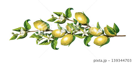 Lemon tree branch. Watercolor illustration of yellow lemons on tree branch with flowers. Hand drawn botanical illustration of citrus fruits. Lemon Clipart for design cosmetics, package, cards Lemon tree branch. Watercolor illustration of yellow lemons on tree branch with flowers. Hand drawn botanical illustration of citrus fruits. Lemon Clipart for design cosmetics, package, cards 139344703