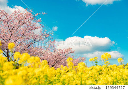 南伊豆町の河津桜と菜の花 南伊豆町の河津桜と菜の花 139344727