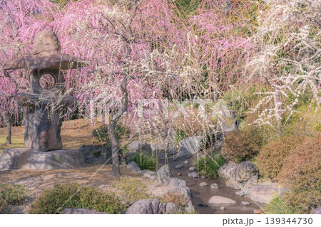 城南宮のしだれ梅 城南宮のしだれ梅 139344730