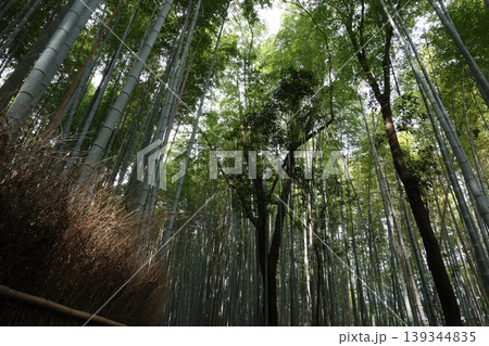 竹林の小径を見上げる 竹林の小径を見上げる 139344835