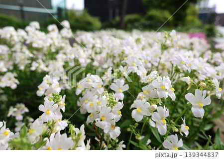 白色に咲いた小さなネメシアの花 139344837