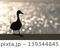 カモのシルエット 139344845