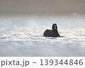 湖畔に浮かぶカモ 139344846