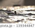 波に揺られるカモ 139344847