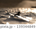湖畔のカモ 139344849