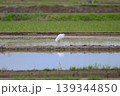 田んぼで餌を探すサギ 139344850
