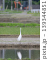 田んぼで餌を探すサギ 139344851