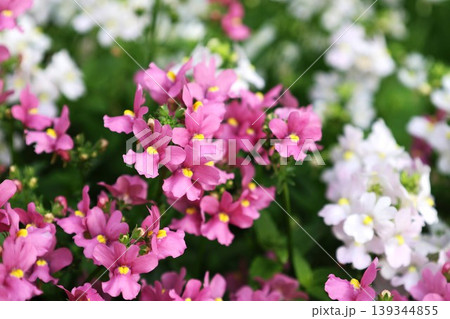 白とピンク色に咲いたネメシアの花 139344855