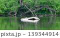 カワウとカメ 139344914