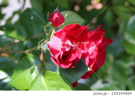 しっとりと　赤い薔薇 139344999