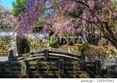三井寺の桜 三井寺の桜 139345042