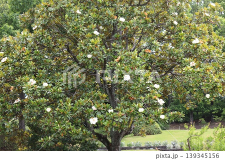 初夏らしい爽やかなタイサンボクの白い花 初夏らしい爽やかなタイサンボクの白い花 139345156