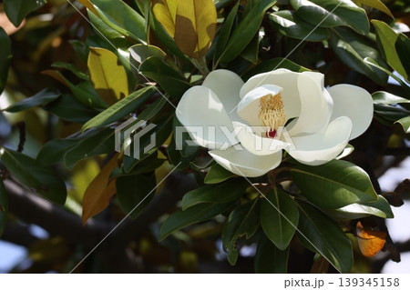 迫力のある魅力的なタイサンボクの花ー九 迫力のある魅力的なタイサンボクの花ー九 139345158