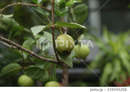 熱帯の植物グアバ 2 139345208