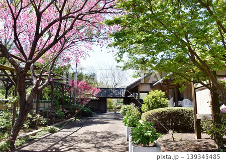 町田薬師池公園四季彩の杜ぼたん園(町田ぼたん園)正面入口前の満開ハナモモ 町田薬師池公園四季彩の杜ぼたん園(町田ぼたん園)正面入口前の満開ハナモモ 139345485