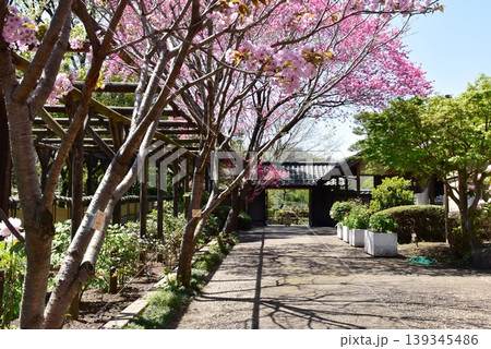 町田薬師池公園四季彩の杜ぼたん園(町田ぼたん園)正面入口前の満開ハナモモ 町田薬師池公園四季彩の杜ぼたん園(町田ぼたん園)正面入口前の満開ハナモモ 139345486
