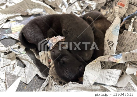 甲斐犬の子犬 甲斐犬の子犬 139345513