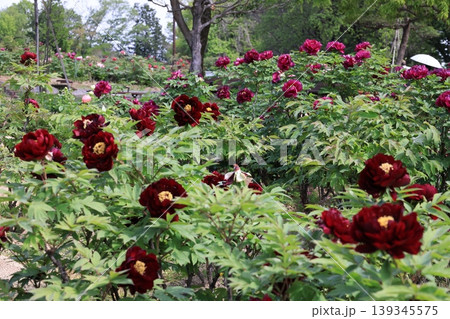 埼玉県東松山市のボタン園の牡丹の花 埼玉県東松山市のボタン園の牡丹の花 139345575