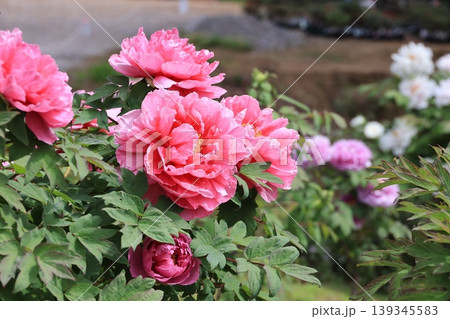 埼玉県東松山市のボタン園の牡丹の花 埼玉県東松山市のボタン園の牡丹の花 139345583
