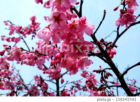 青空を背景に咲き誇る濃桃色の桜のクローズアップ 青空を背景に咲き誇る濃桃色の桜のクローズアップ 139345591