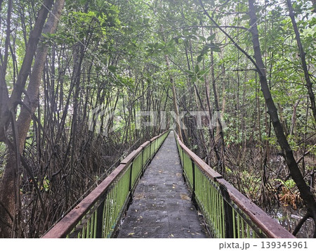 wooden bridge in the forest wooden bridge in the forest 139345961