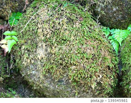 苔の生えた岩 苔の生えた岩 139345981