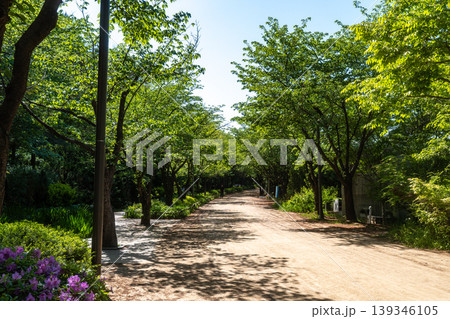 Seoul, South Korea - Apr. 24, 2026 : Sunny Path Through Lush Green Trees in Seoul Forest Park, South Korea 139346105