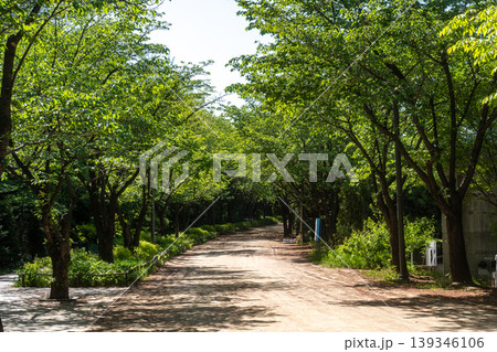Seoul, South Korea - Apr. 24, 2026 : Sunny Path Through Lush Green Trees in Seoul Forest Park, South Korea Seoul, South Korea - Apr. 24, 2026 : Sunny Path Through Lush Green Trees in Seoul Forest Park, South Korea 139346106