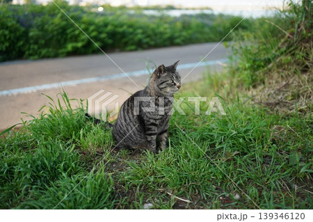 道端で遊ぶとら猫 道端で遊ぶとら猫 139346120