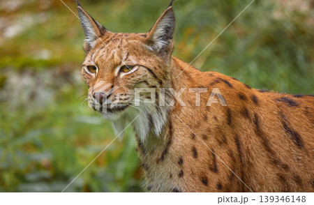 The Eurasian lynx (Lynx lynx) in the forest. 139346148