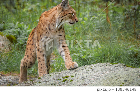 The Eurasian lynx (Lynx lynx) in the forest. 139346149