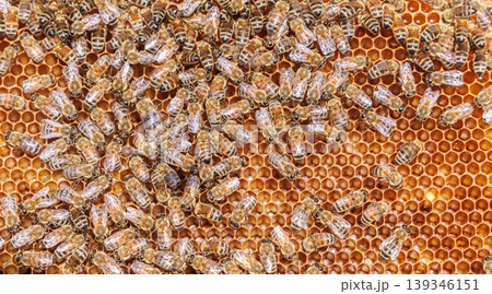 Honey Bees working on honeycomb close-up shot. Honey Bees working on honeycomb close-up shot. 139346151