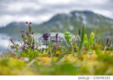 Colorful tundra wildflowers growing on a mossy tundra bank above Geirangerfjord in Norway with blurred snowy mountains and cloudy sky in the background. Colorful tundra wildflowers growing on a mossy tundra bank above Geirangerfjord in Norway with blurred snowy mountains and cloudy sky in the background. 139346162