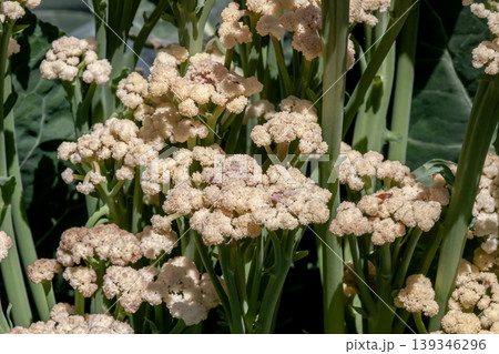 頂花蕾を食べるカリフラワーは淡色野菜として栽培される 頂花蕾を食べるカリフラワーは淡色野菜として栽培される 139346296