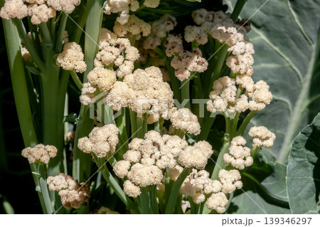 頂花蕾を食べるカリフラワーは淡色野菜として栽培される 頂花蕾を食べるカリフラワーは淡色野菜として栽培される 139346297