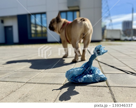 Bags for pet excrement on the background of a French bulldog dog. High quality photos 139346337