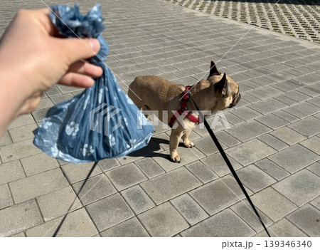 Bags for pet excrement on the background of a French bulldog dog. High quality photos Bags for pet excrement on the background of a French bulldog dog. High quality photos 139346340