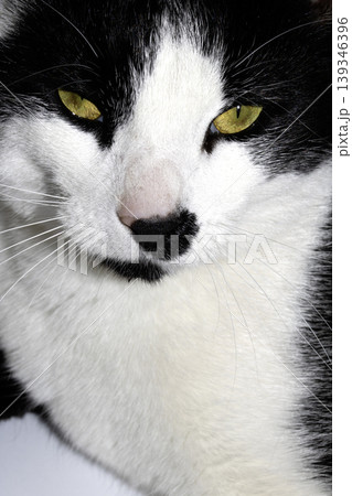 Black and white cat with yellow eyes on white background close-up Black and white cat with yellow eyes on white background close-up 139346396