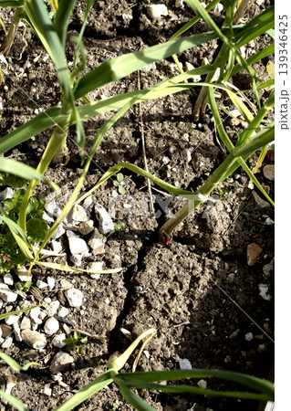 Dried, cracked earth and green grass vegetation trying to growconcept of Climate change impact 139346425