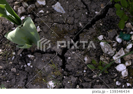 Dried, cracked earth and green grass vegetation trying to growconcept of Climate change impact Dried, cracked earth and green grass vegetation trying to growconcept of Climate change impact 139346434